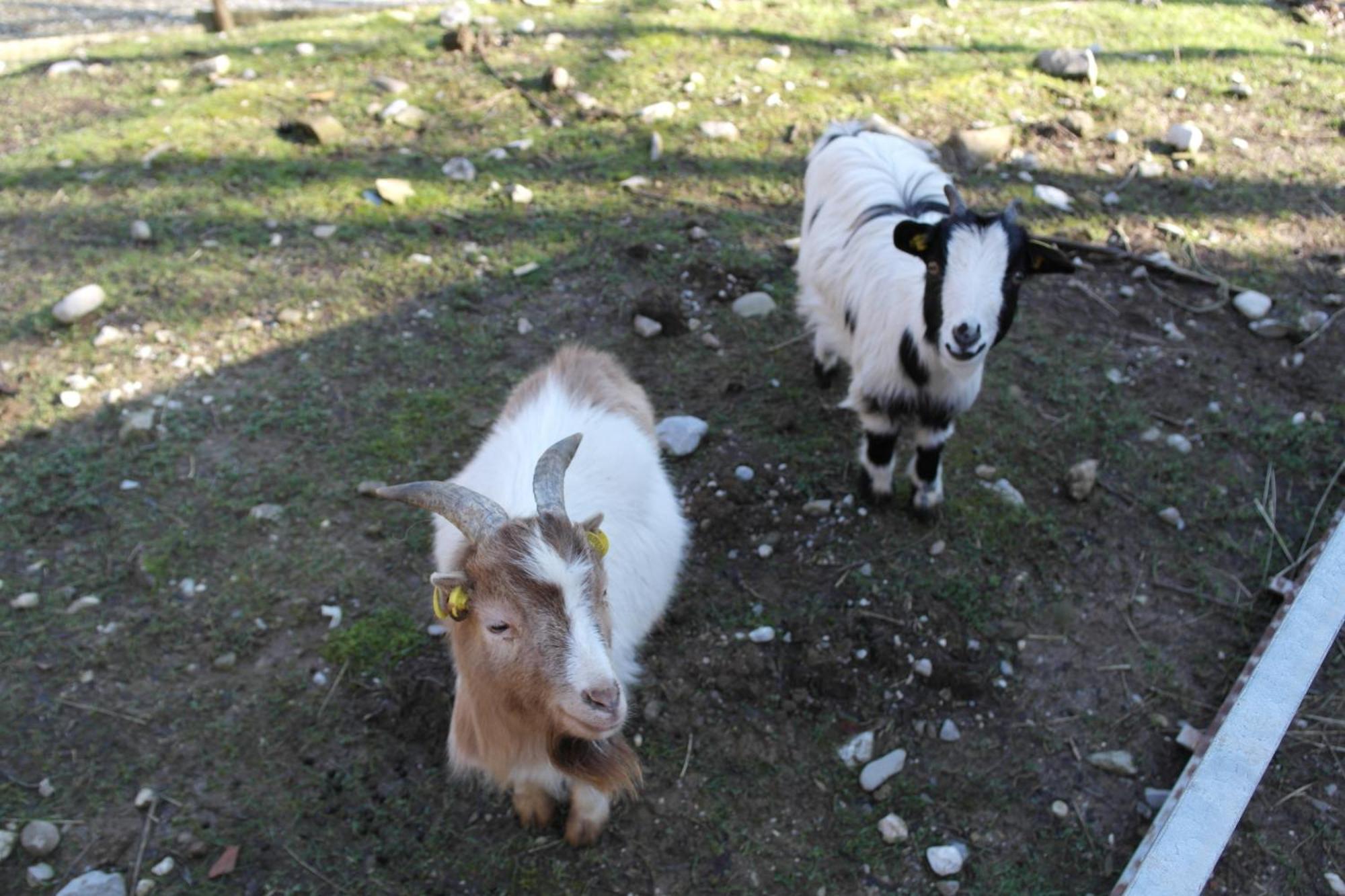 Agriturismo Monte Del Re San Pietro al Natisone Dış mekan fotoğraf